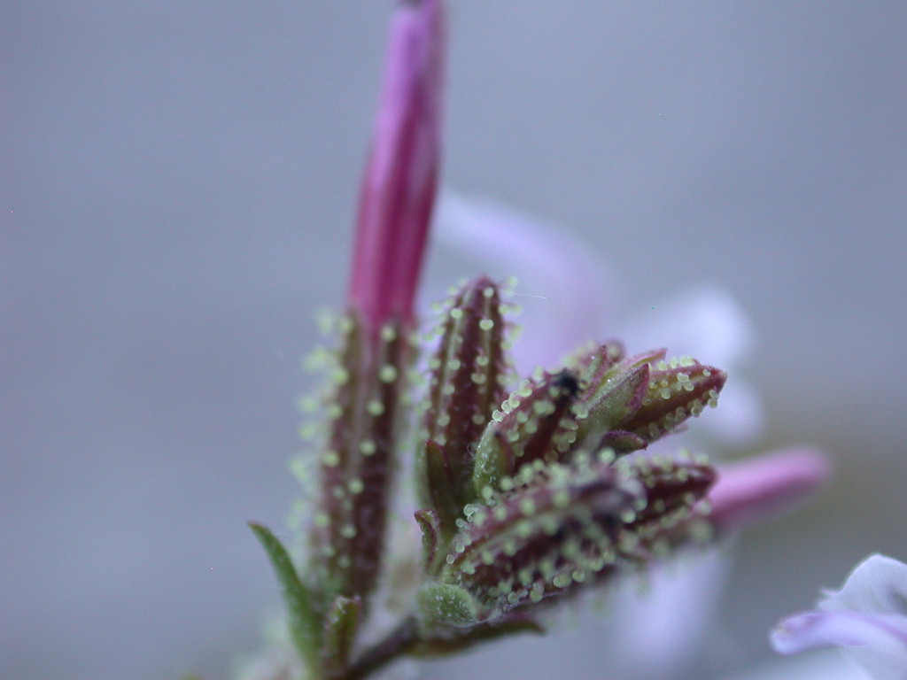 Plumbago europaea / Caprinella